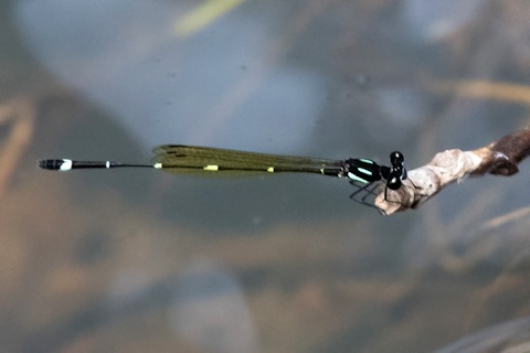 Fivespot Threadtail (Nososticta solitaria)